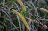 Pennisetum polystachion