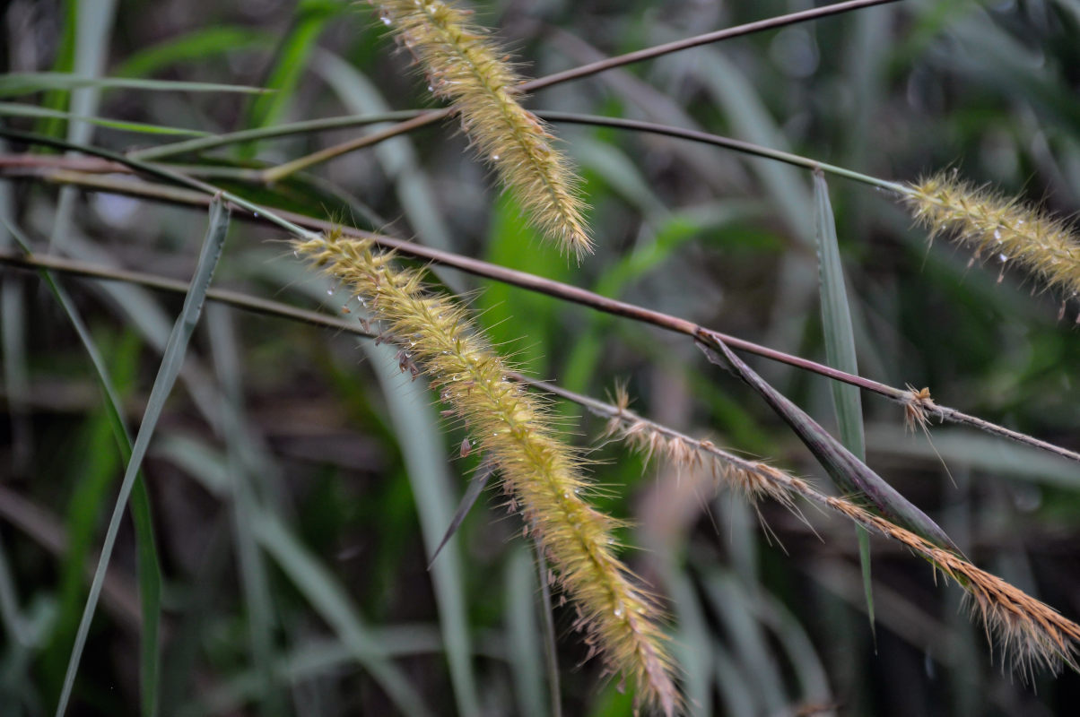 Изображение особи Pennisetum polystachion.