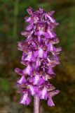 Anacamptis morio подвид caucasica. Соцветие. Республика Крым, г/о Судак, окр. пгт Щебетовка, З склон горы Папас-Тепе, выс. 246 м н.у.м., разреженный дубово-грабовый лес. 24 апреля 2024 г.