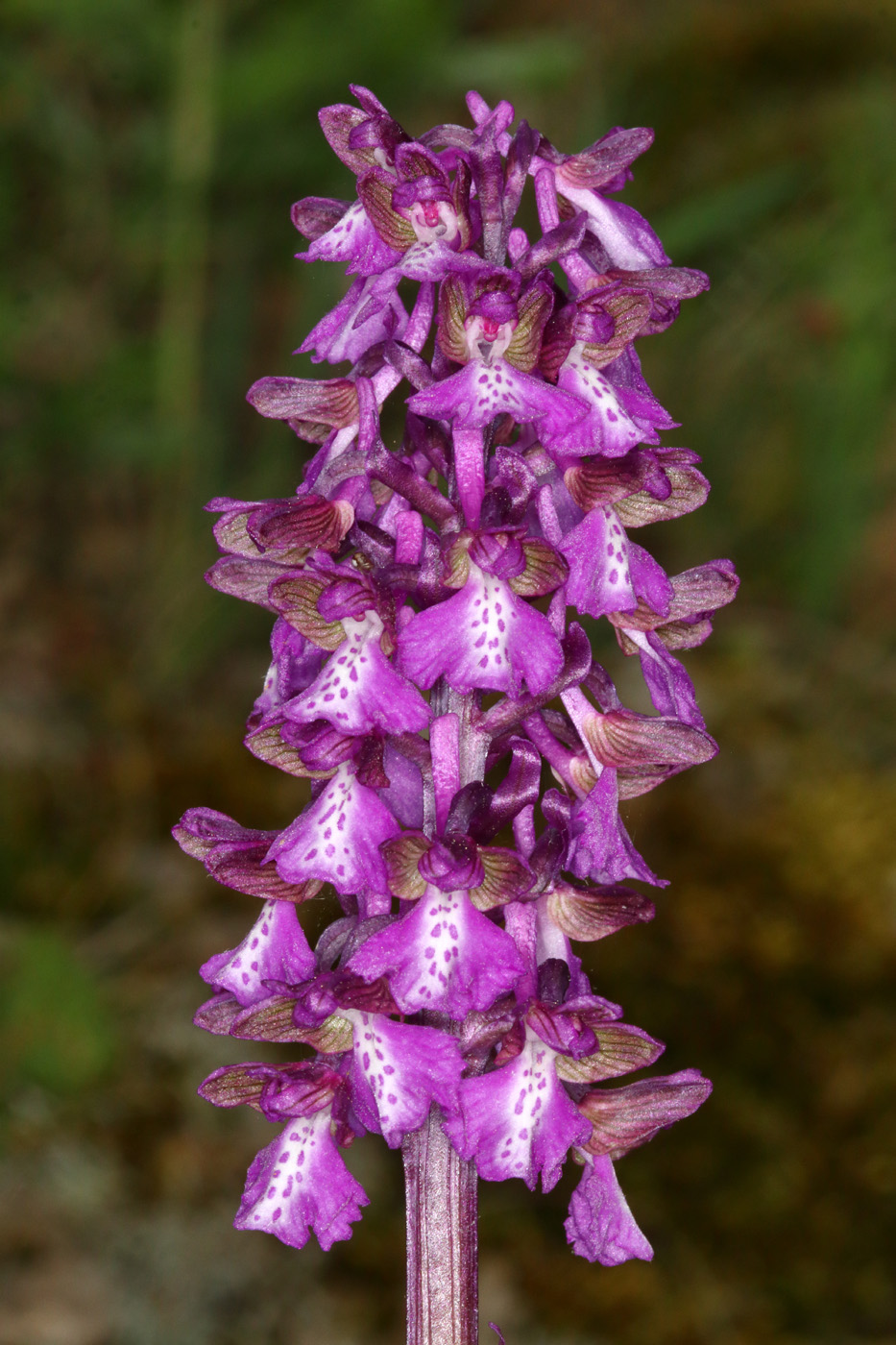 Image of Anacamptis morio ssp. caucasica specimen.