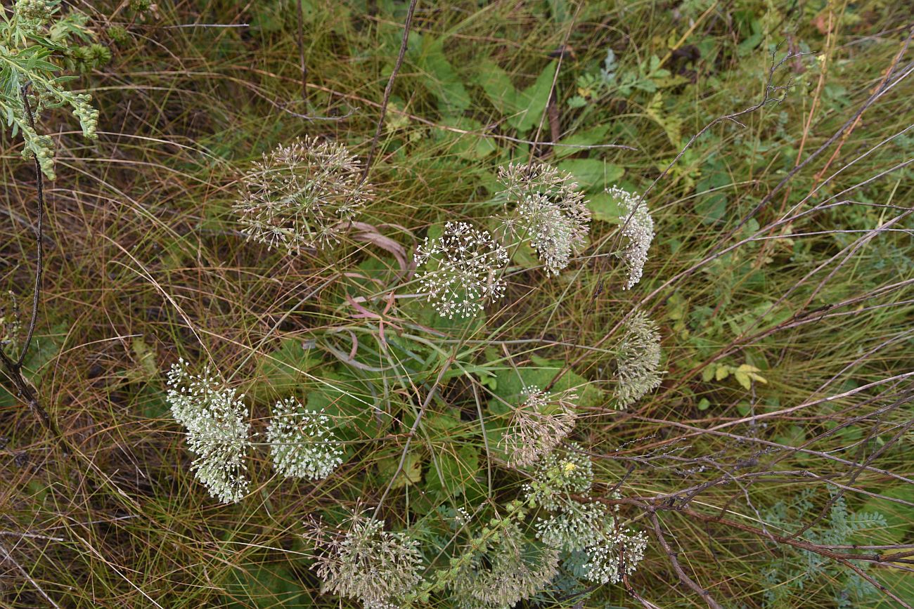 Изображение особи Falcaria vulgaris.