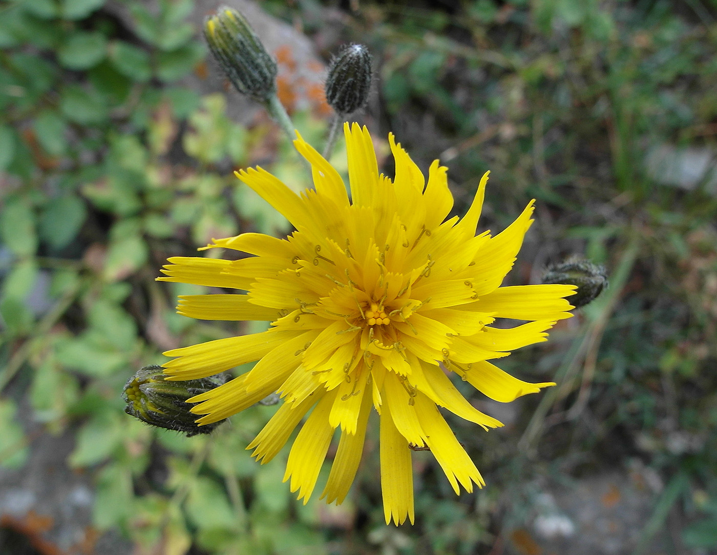 Изображение особи Hieracium korshinskyi.