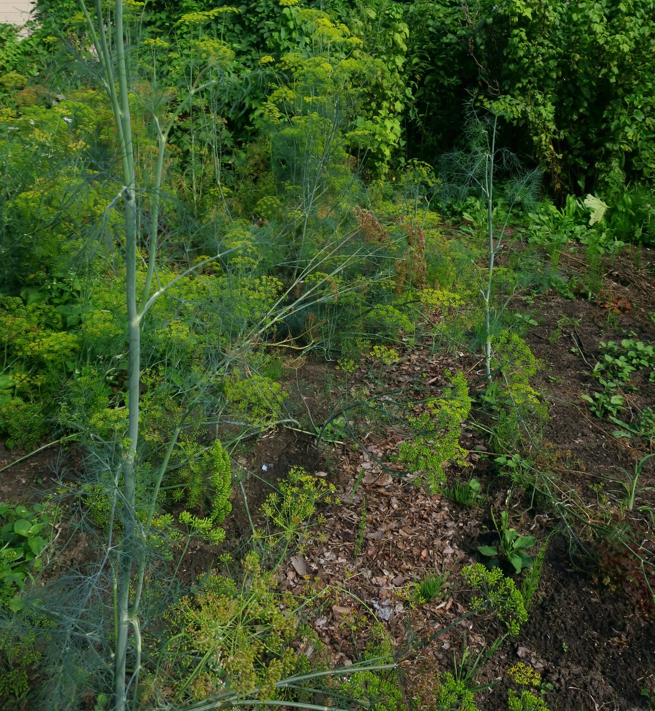 Изображение особи Anethum graveolens.