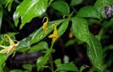 Impatiens stenantha