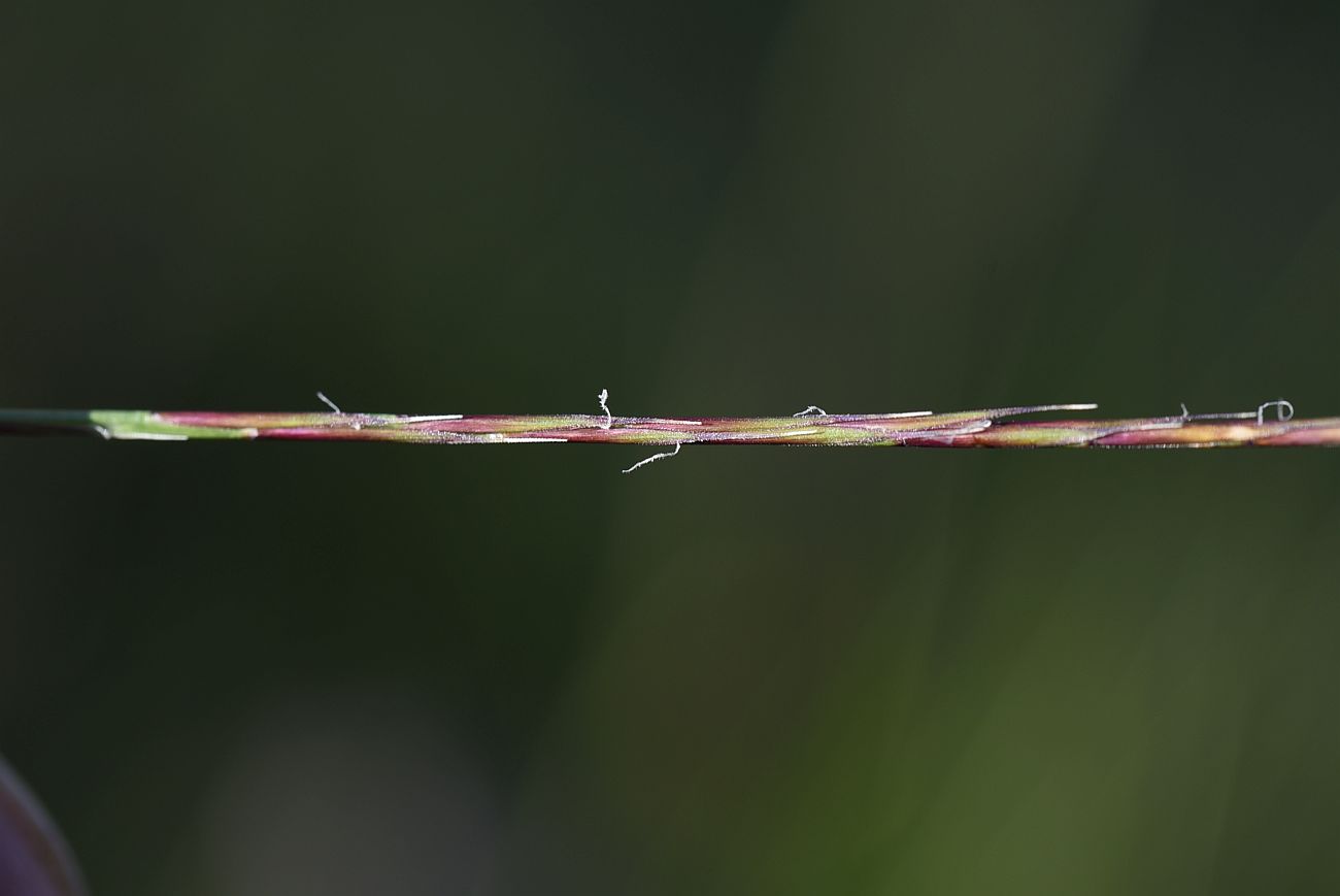 Image of familia Poaceae specimen.