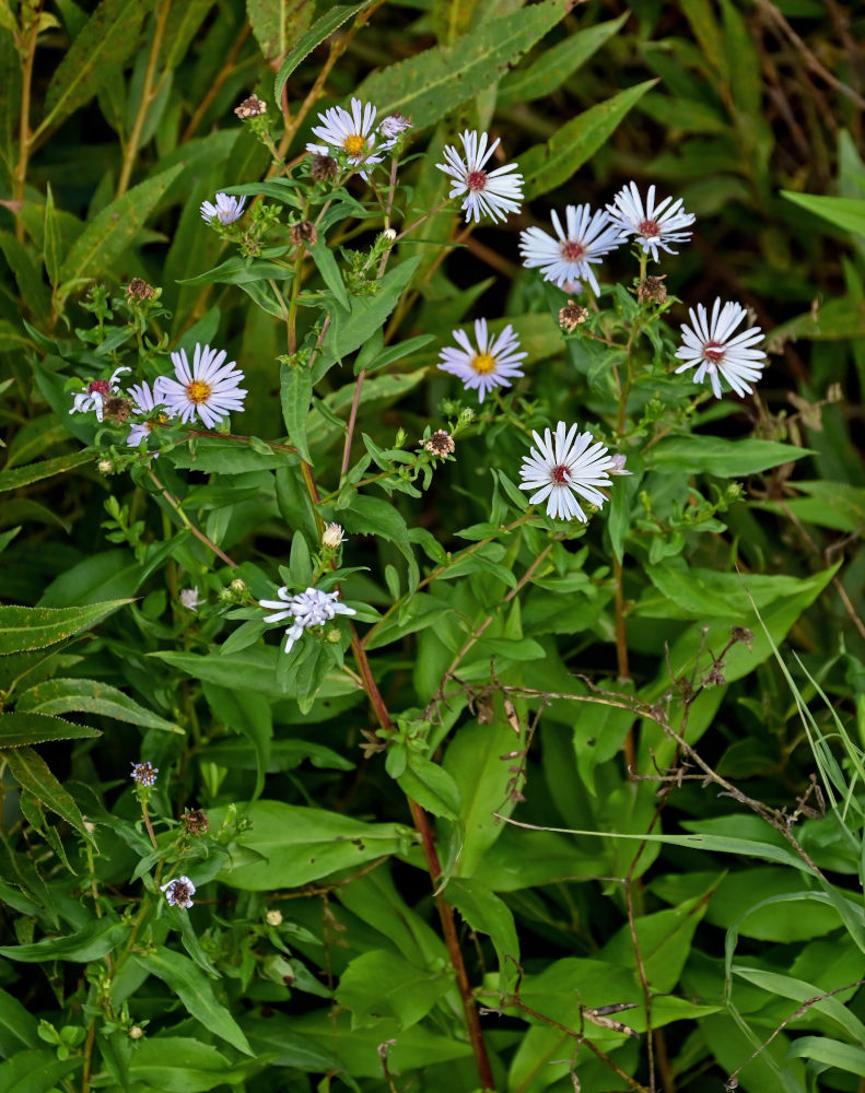 Изображение особи Symphyotrichum novi-belgii.