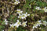 Minuartia aizoides. Цветущие растения среди перисторассечённых листьев растения из Apiaceae. Кабардино-Балкария, Эльбрусский р-н, южный склон Эльбруса, отрог между р. Терскол и р. Гарабаши, верхняя граница леса, выс. ок. 2600 м н.у.м., луг. 10 июня 2018 г.