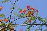 Delonix regia. Часть ветви с соцветием. Вьетнам, провинция Кханьхоа, южные окр. г. Нячанг, пляж Бай Дай (Бай Зай). 01.08.2024.