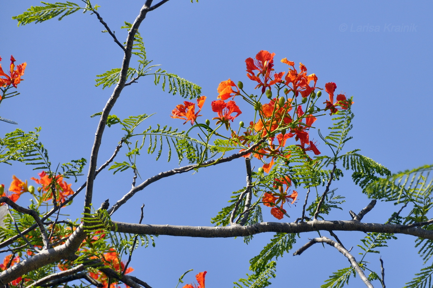 Image of Delonix regia specimen.