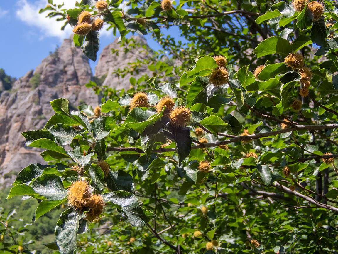 Image of Fagus &times; taurica specimen.