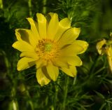 Adonis vernalis. Цветок. Башкирия, Учалинский р-н, Тунгатаровский сельсовет, окр. дер. Яльчигулово, разреженный березняк. 26 мая 2024 г.