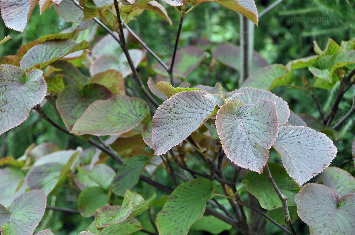 Изображение особи Viburnum furcatum.