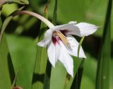 Gladiolus murielae