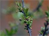 Смотреть изображение Cerasus vulgaris