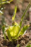 View full-size image Iris pumila