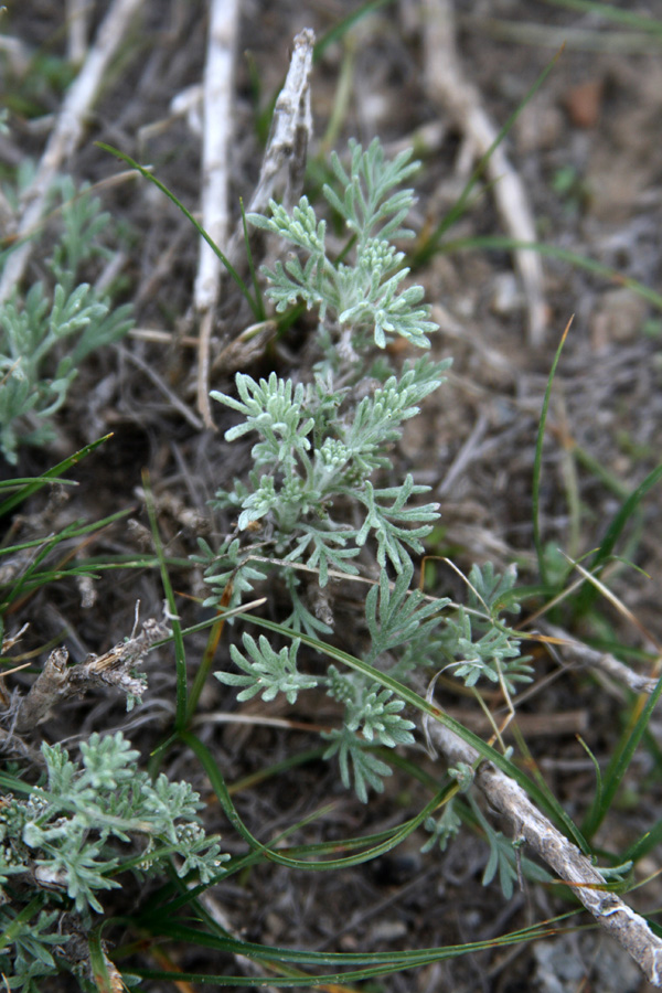 Изображение особи Artemisia sogdiana.