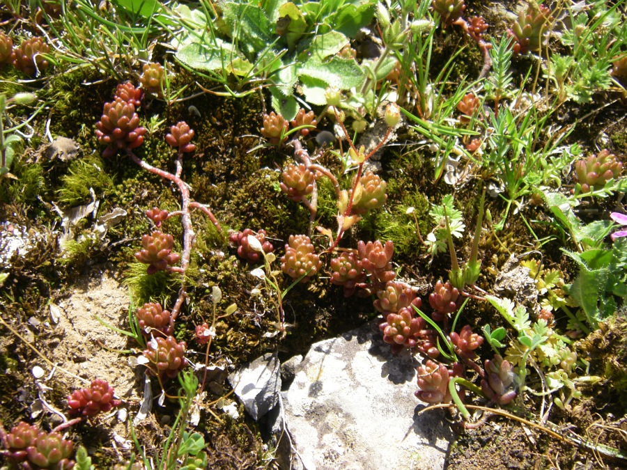 Image of genus Sedum specimen.