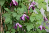 Смотреть изображение Clematis viticella