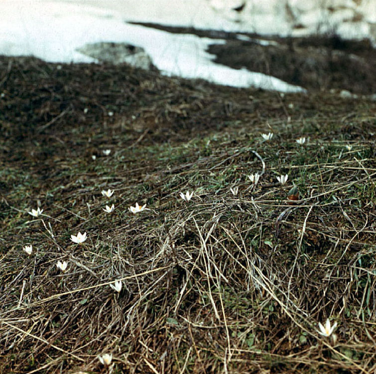 Image of Crocus alatavicus specimen.