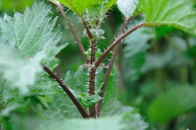 Image of Urtica pilulifera specimen.