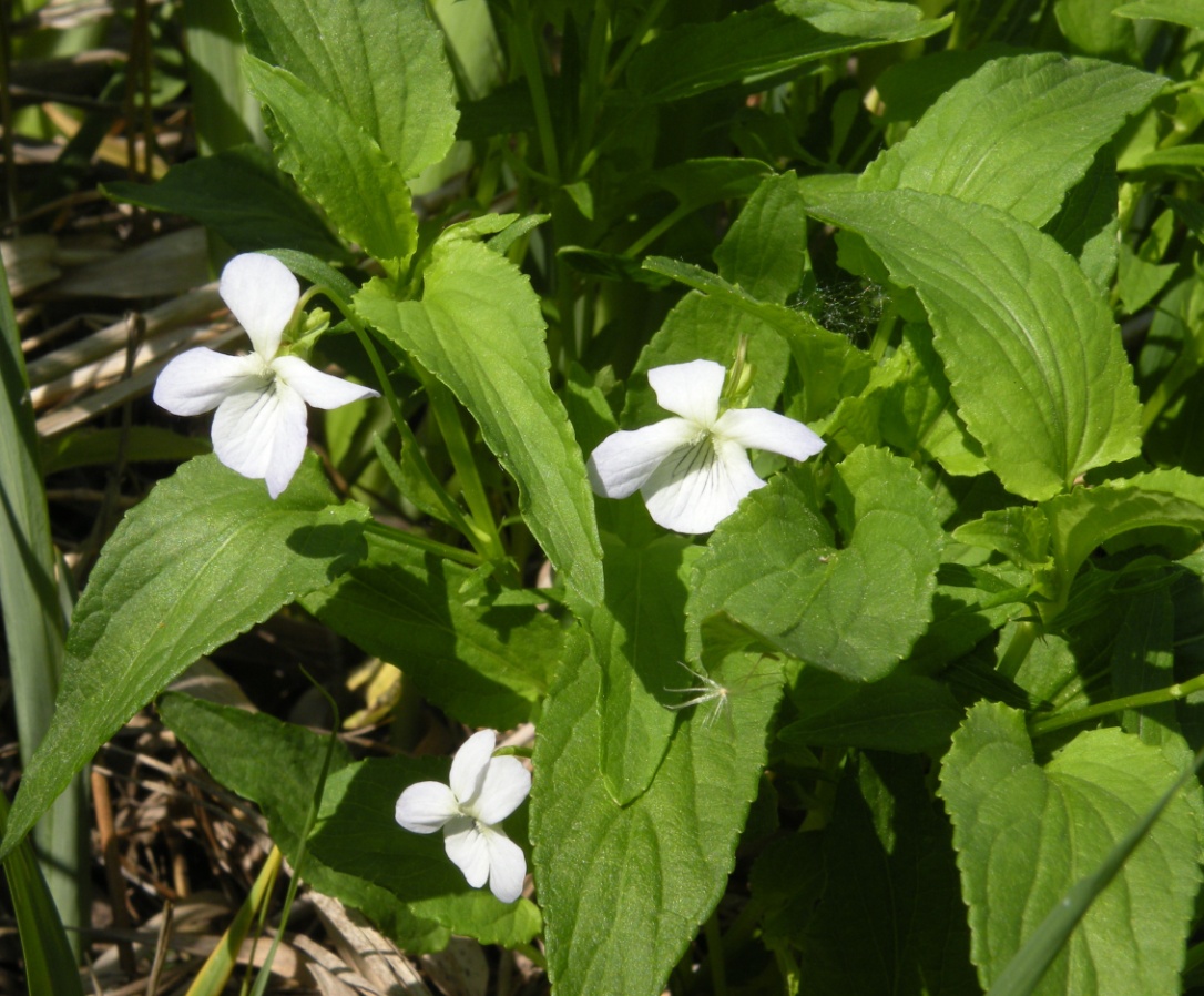 Image of Viola stagnina specimen.