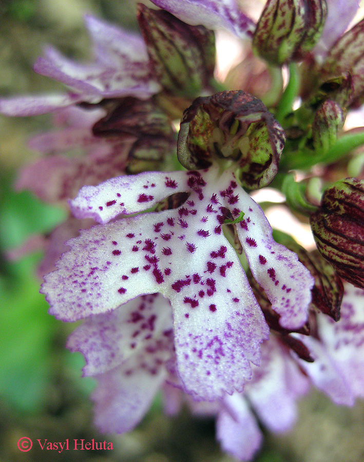 Image of Orchis purpurea specimen.