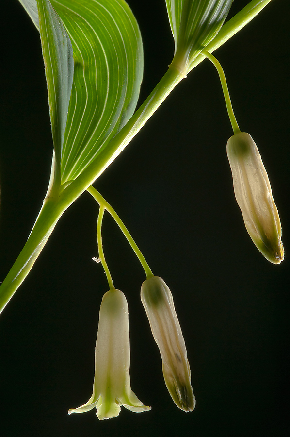 Image of Polygonatum odoratum specimen.