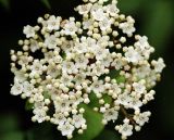 Viburnum tinus