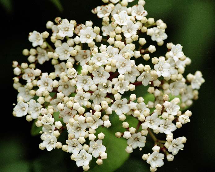 Image of Viburnum tinus specimen.