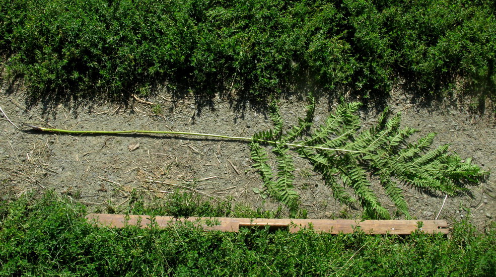 Изображение особи Athyrium monomachii.