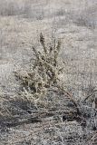 Halocnemum strobilaceum. Растение на солончаковой почве. Узбекистан, Самаркандская область, территория Бухарского спецпитомника (Экоцентр \"Джейран\"). 31.03.2011.