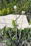 Смотреть изображение Noccaea macrantha