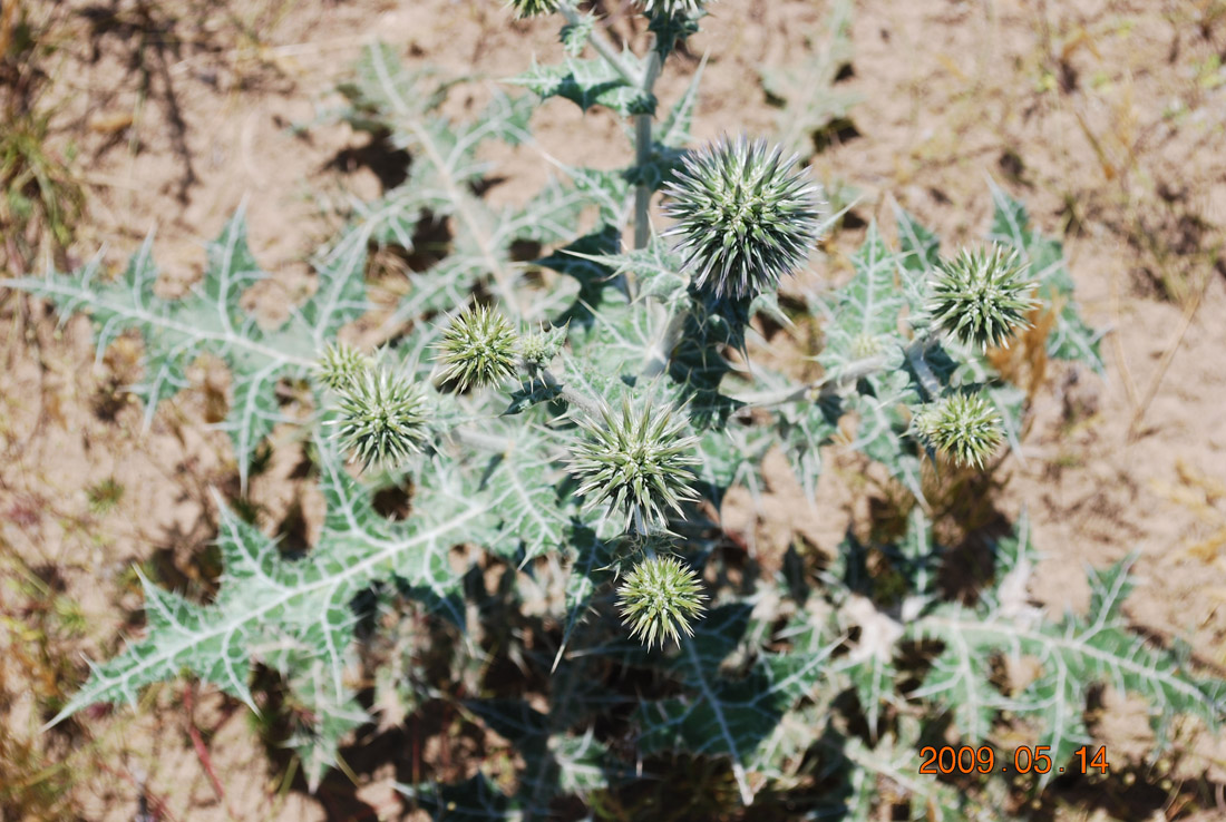 Изображение особи Echinops leucographus.