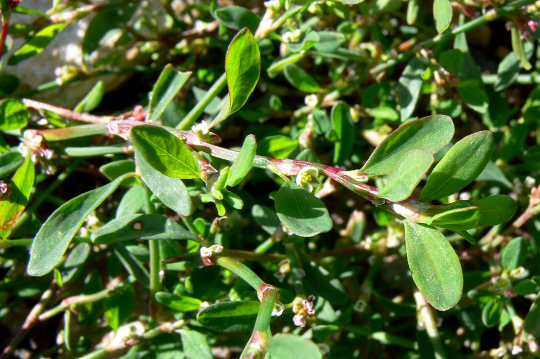 Image of Polygonum arenastrum specimen.