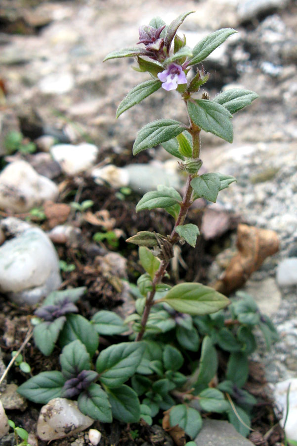 Image of Ziziphora villosa specimen.