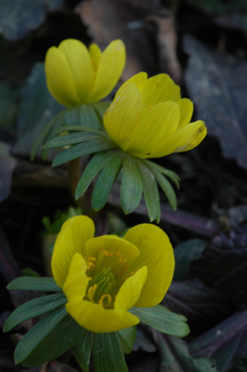 Image of Eranthis hyemalis specimen.