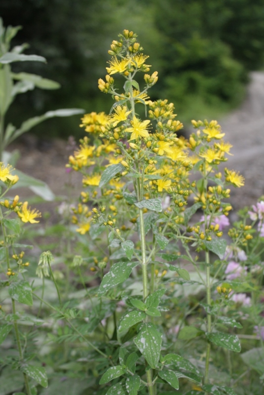 Изображение особи Hypericum hirsutum.