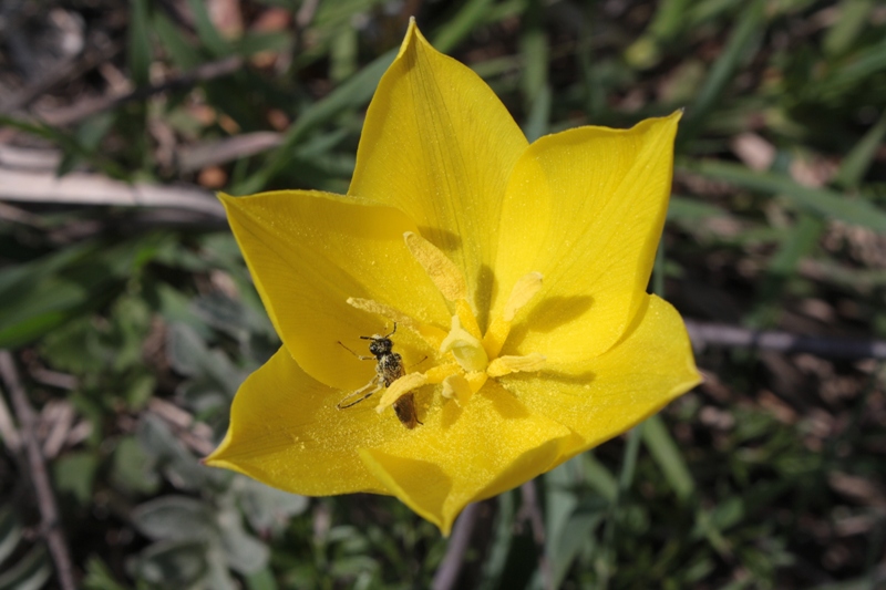 Image of Tulipa suaveolens specimen.