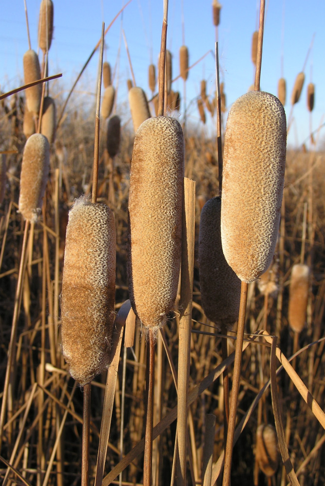 Image of Typha tichomirovii specimen.