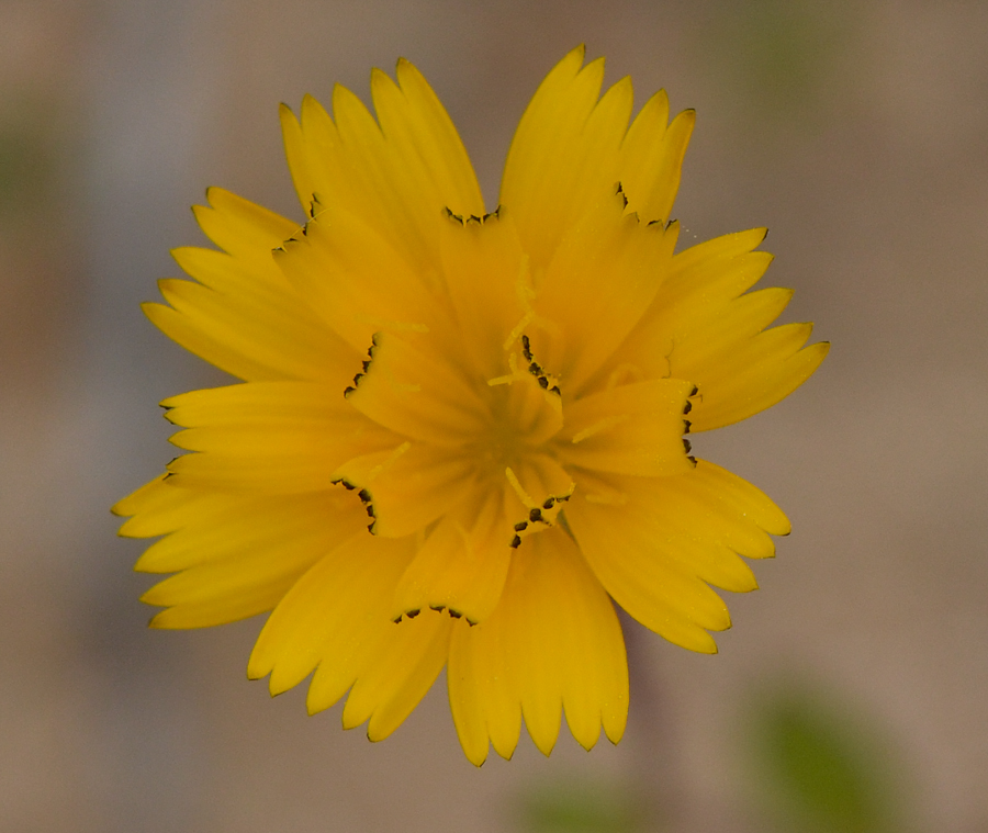 Изображение особи Crepis aculeata.