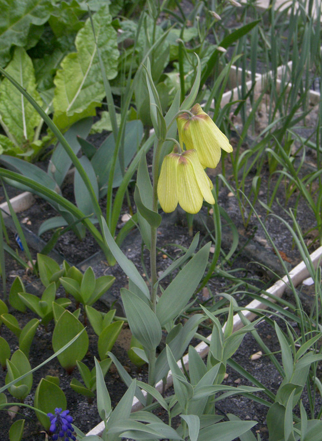 Image of Fritillaria pallidiflora specimen.