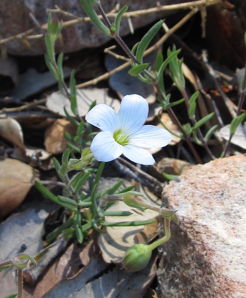 Image of Arenaria intricata specimen.