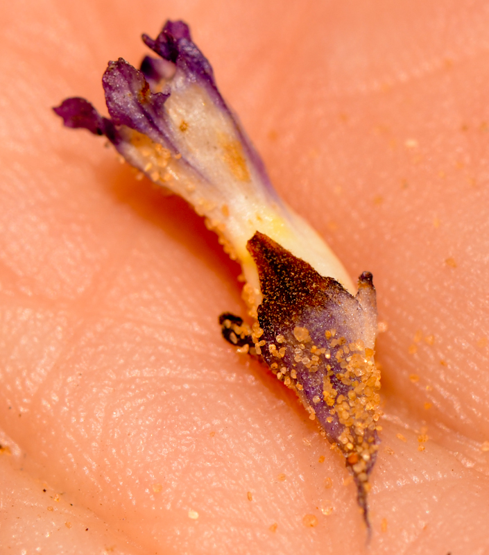 Image of Orobanche cernua specimen.