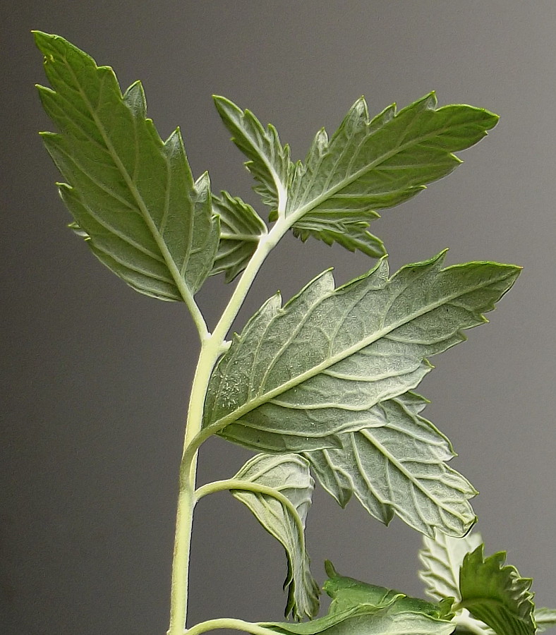 Image of Caryopteris &times; clandonensis specimen.