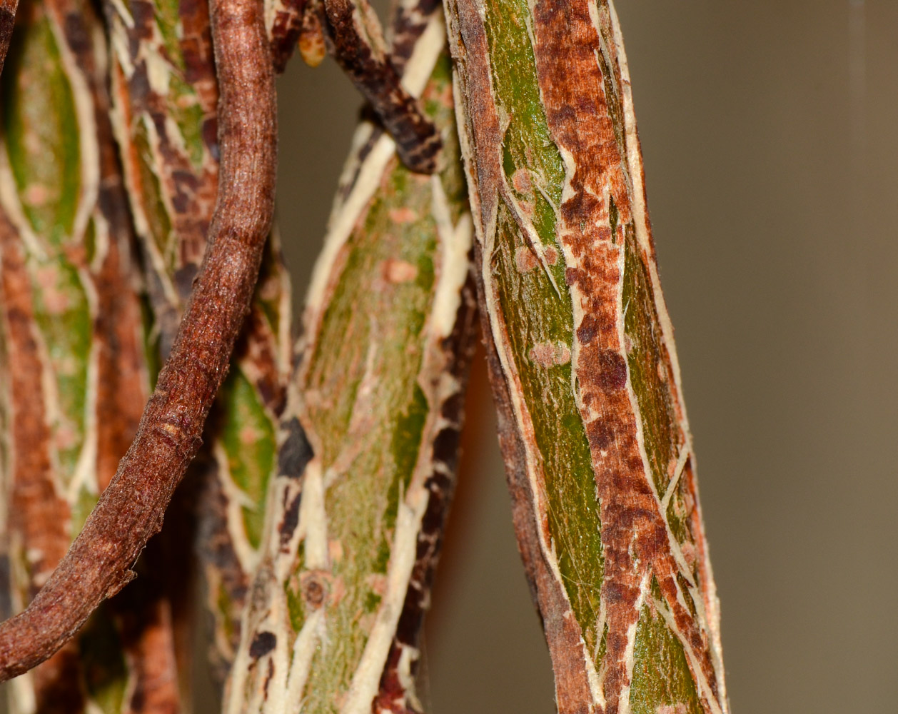 Изображение особи Ficus benghalensis.