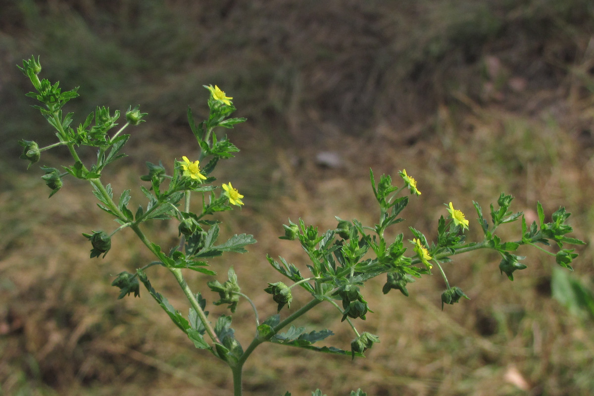 Image of Potentilla supina specimen.