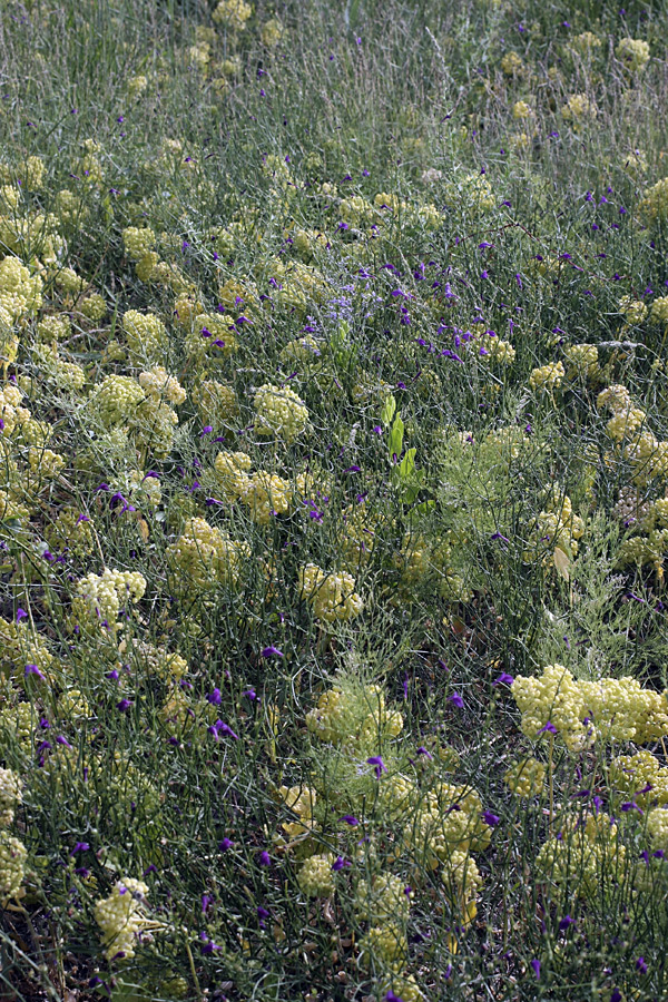 Image of Cardaria repens specimen.