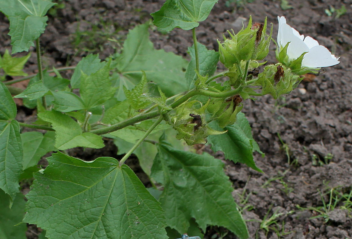 Изображение особи Kitaibelia vitifolia.