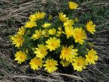 Adonis vernalis