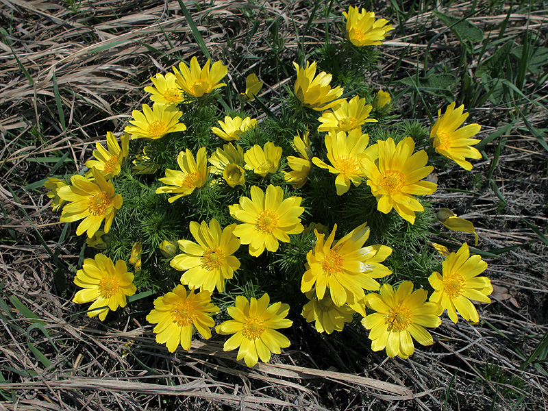 Image of Adonis vernalis specimen.